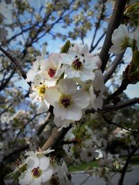 Low angle view of apple blossoms in spring