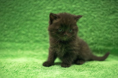 Portrait of kitten sitting on green leaf