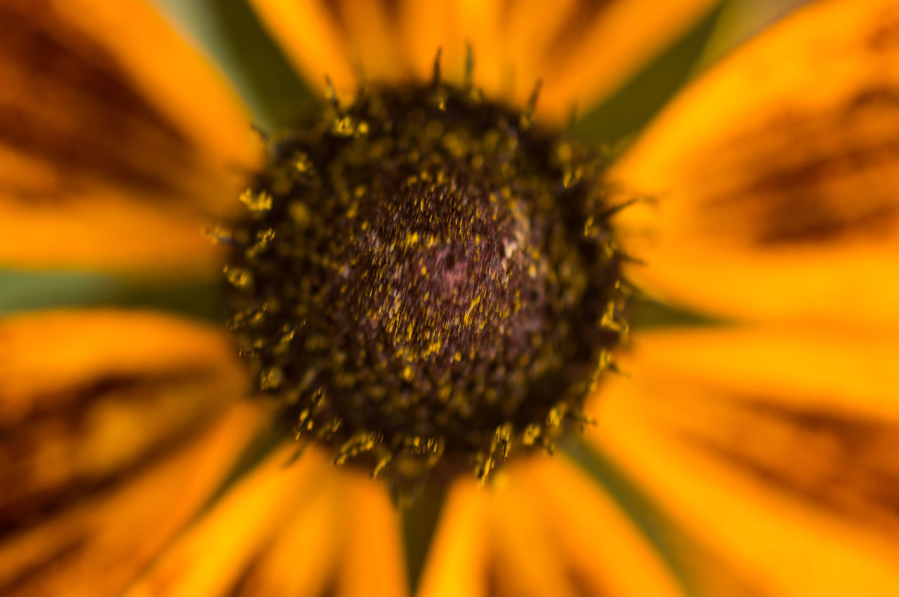 EXTREME CLOSE-UP OF ORANGE FLOWER