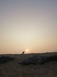 View of a crow facing sunset