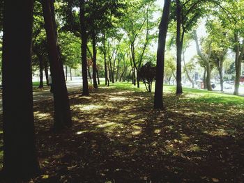 Trees in forest