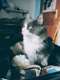 Close-up of cat looking away at home
