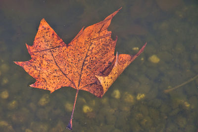 High angle view of maple leaf floating on water