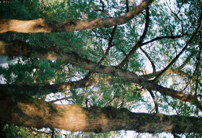 Low angle view of trees in forest against sky