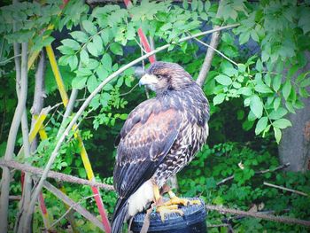 Close-up of bird perching on branch