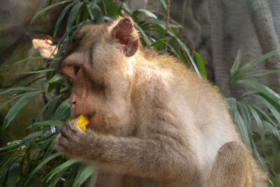 Close-up of monkey eating plant