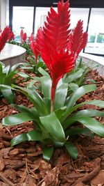 Close-up of red flowers