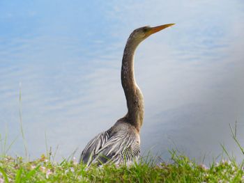 Bird on a lake