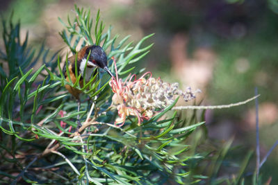 Close-up of insect on plant