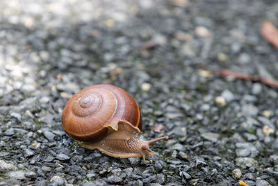 Close-up of snail on field