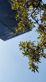 Low angle view of tree against sky