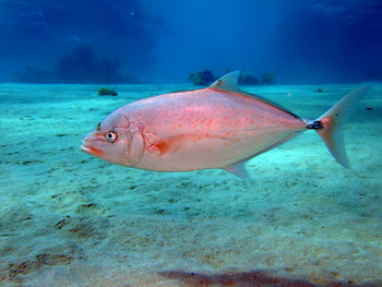 Close-up of fish swimming in sea