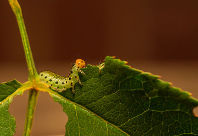 Close-up of insect on leaf