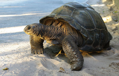 Close-up of a turtle on sand