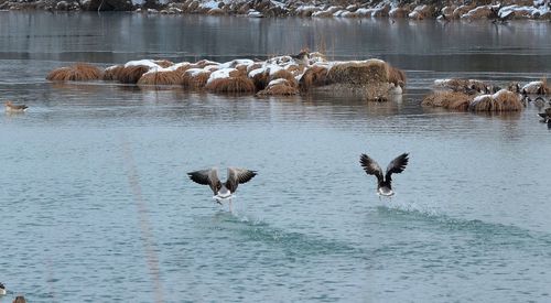 Ducks in lake