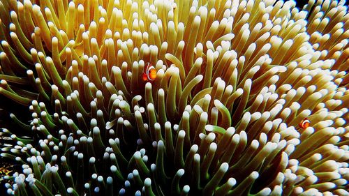 Close-up of coral in sea