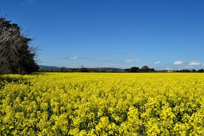 Scenic view of oilseed rape field against sky