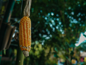 Close-up of corn hanging from plant