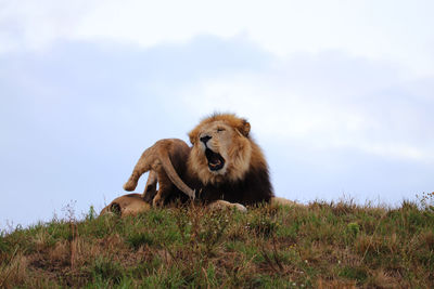 Lion in a field