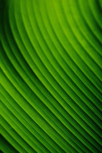Full frame shot of leaf