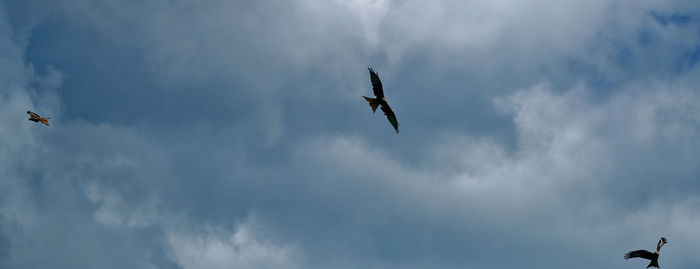 Low angle view of eagle flying in sky