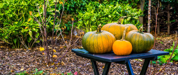 View of pumpkins in container