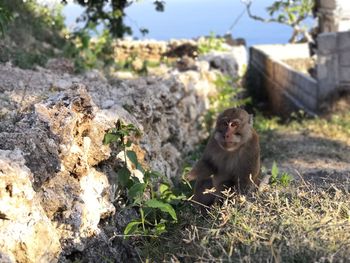 Monkey sitting on rock