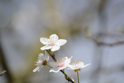 Close-up of white flowers on tree