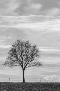 Bare tree on field against sky