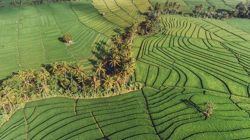 Scenic view of rice field