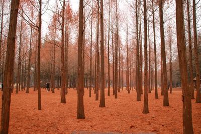 Trees in forest against sky