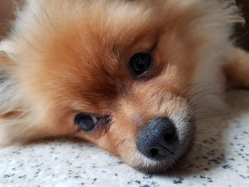 Close-up portrait of puppy