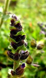 Close-up of plant against blurred background