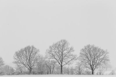 Bare trees against clear sky during winter