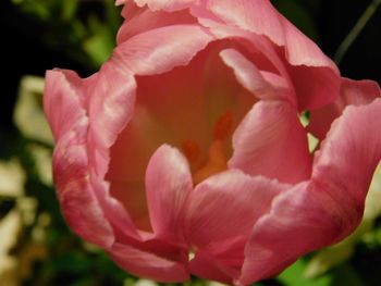 Close-up of pink rose blooming outdoors