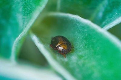 Close-up of insect on leaf