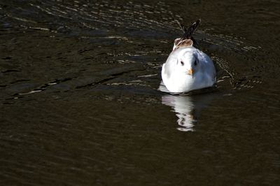 High angle view of swan swimming on lake