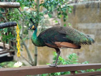 Close-up of a bird perching on a plant