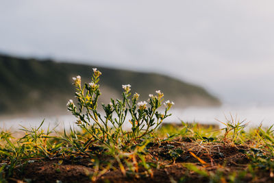 Close-up of flowering plants on land against sky