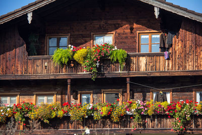 Flowers growing in front of building