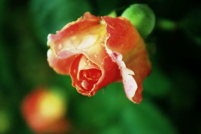 Close-up of wet rose