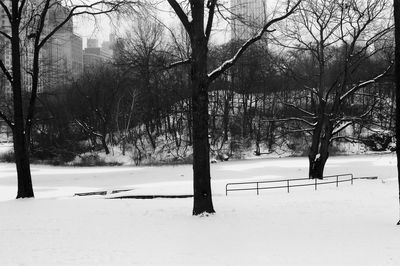 Trees on snow covered landscape