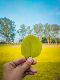 Cropped hand holding yellow plant against sky