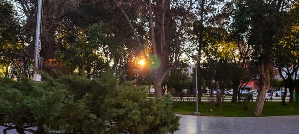 Sunlight streaming through trees in park