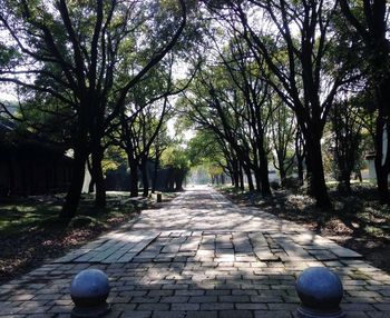 Pathway along trees in park