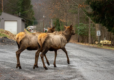 Elk standing on road by trees