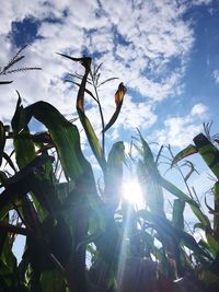 Low angle view of flowering plants against sky