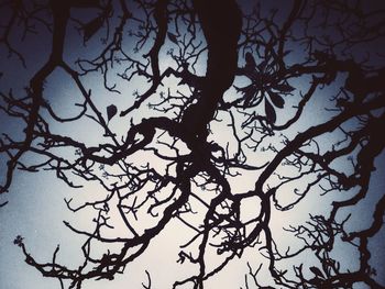 Close-up of silhouette bare tree