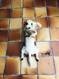 High angle view of dog against brick wall