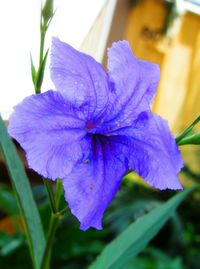 Close-up of purple flower blooming outdoors